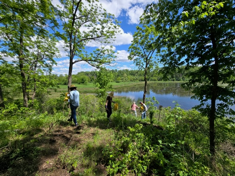 With a grant from the Parks + Trails Council, FSPA volunteers are removing invasives around the wildlife blind at Pleasant Valley Lakelet and planting and seeding bird-friendly native flora. / Photo by Steve Dietz