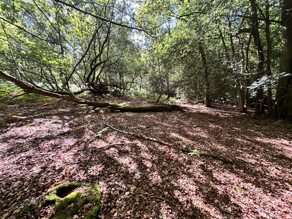 A secret place in Ashdown Forest - a picture by Jess Jorgenson