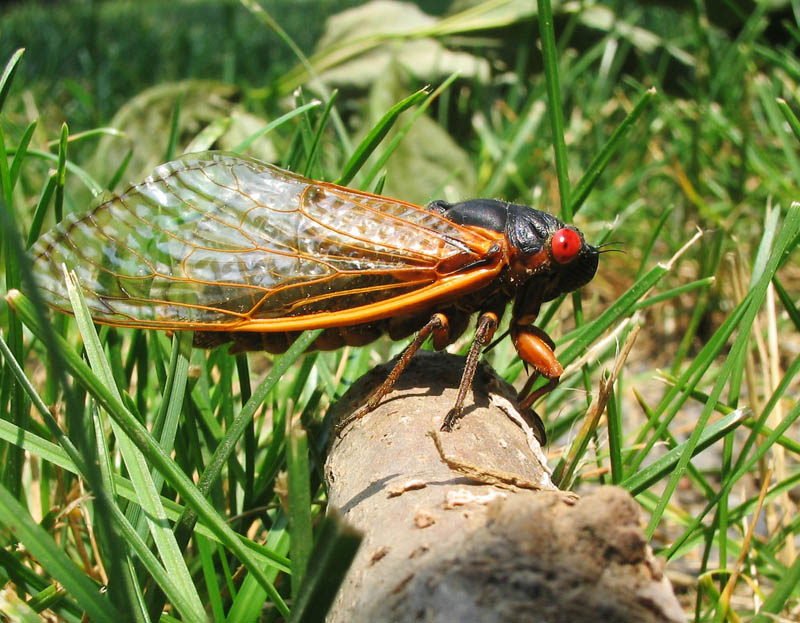 A cicada standing on a fallen log. It is turned in profile, so that we can see its large folded wing, with thick orange veins. It has a large black body and a bigger red eye