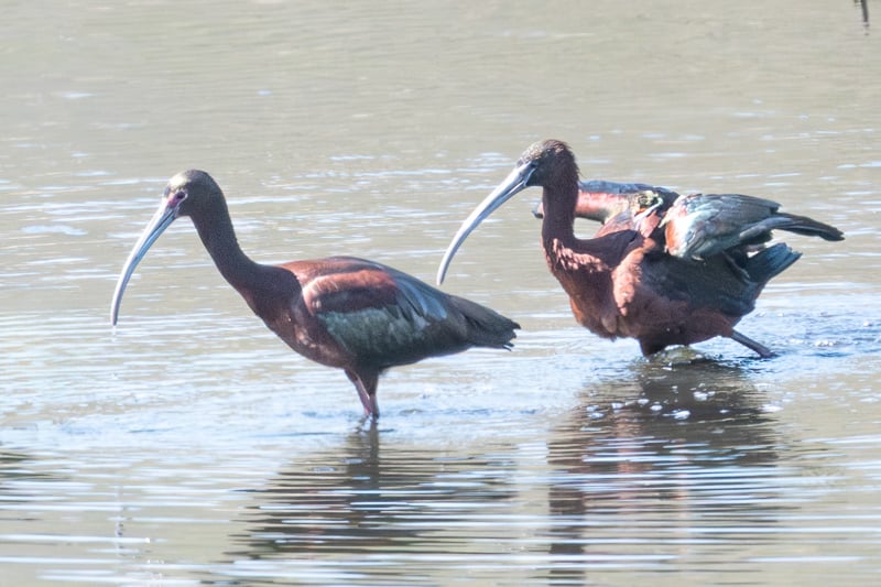 A White-faced (left) and Glossy Ibis. They are very similar looking, except notice the wide white margin around the obvious red face of the White-faced Ibis. The Glossy has more of a bluish-white face. / Photo by Earl Bye