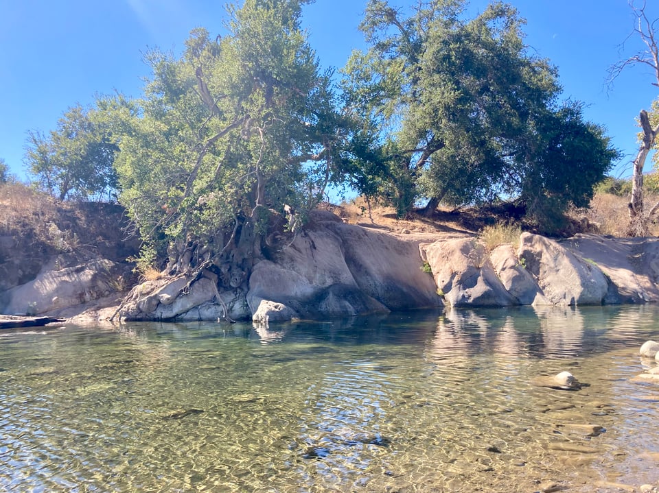 The green waters of the Ventura River with an oak tree on the bank above.