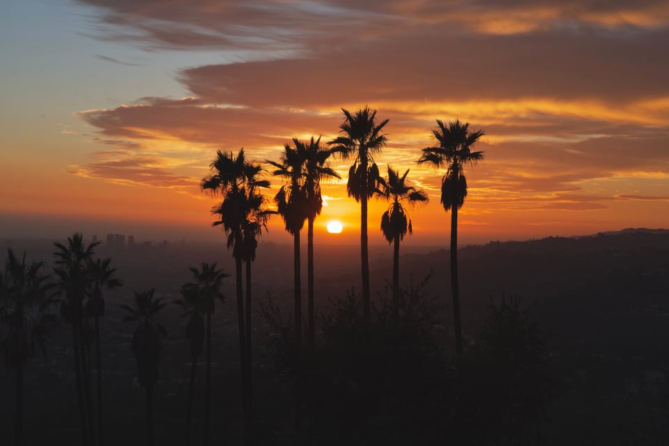 An angry sun setting into the Pacific, viewed through a bunch of palm trees