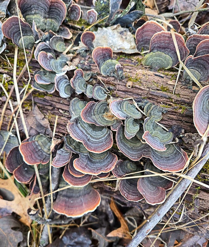 Fresh fungi — in winter? Really? Yes ma’am, Mabel. Some hardy species do well in cold weather, and winter thaws allow others to crop up briefly. This is false turkeytail (Stereum ostrea), which can be found year-round in the park and its environs. It’s tough, inedible and beautiful. / Photo by Pamela Miller