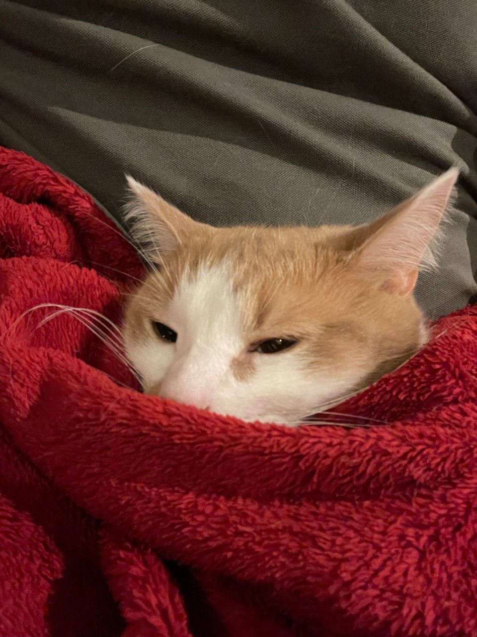 Timmy in a blanket