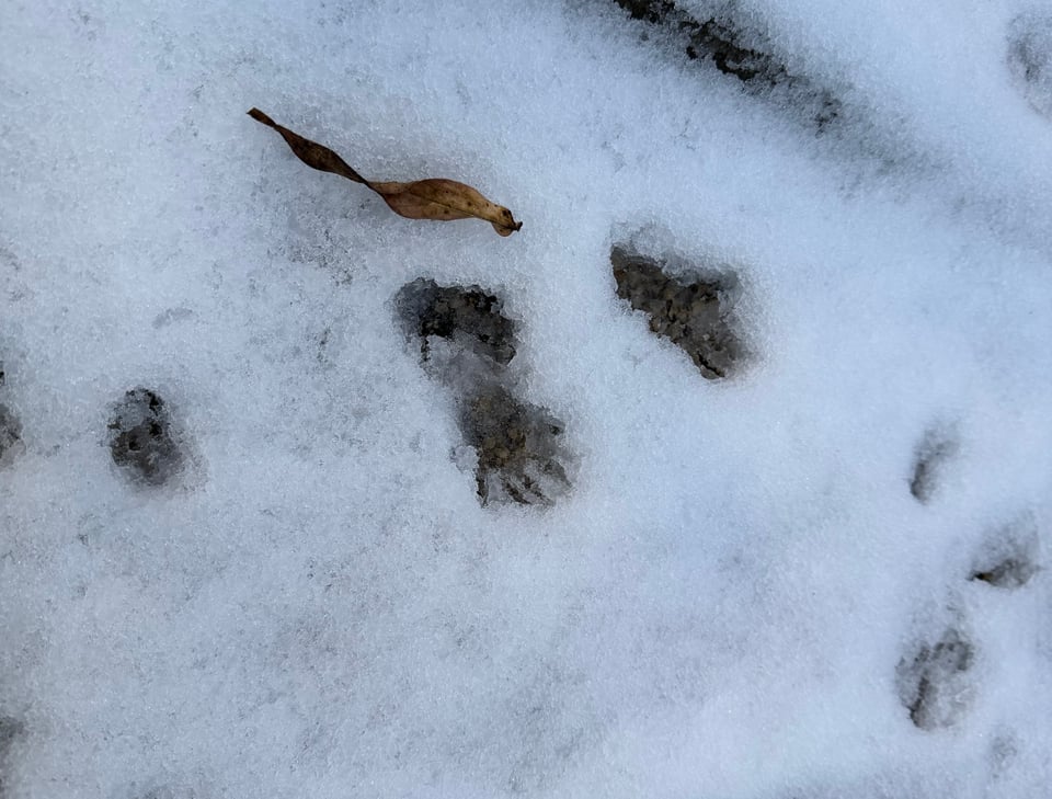 a photo of a little racoony handprint in the snow