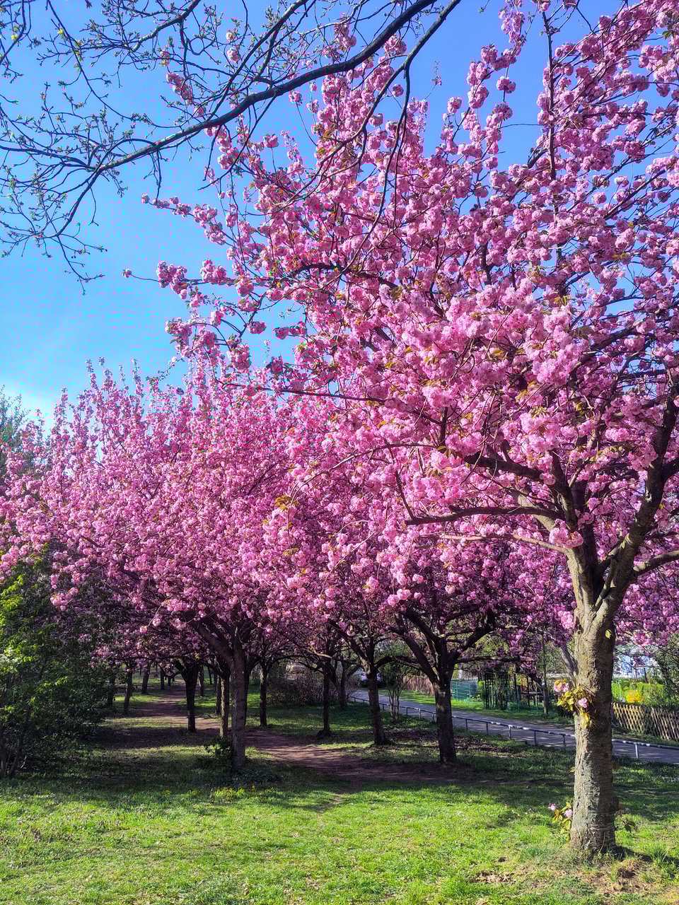 Pfad unter dicht stehenden, in hellem rosa blühenden Kirschbäumen.