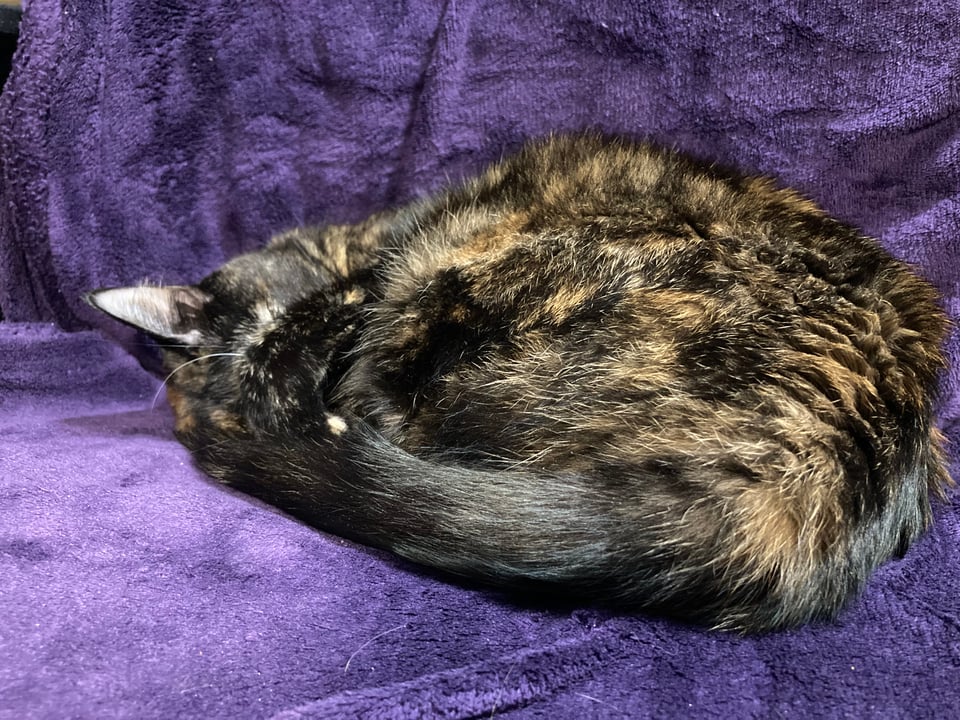 A sleeping tortoiseshell cat on a purple blanket, with her paw curled over her face.