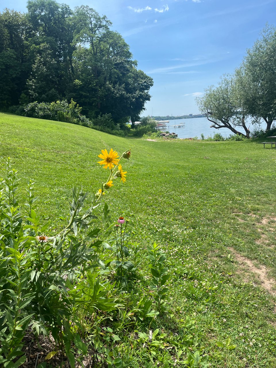 bright yellow flower against green grass on a sunny day with the lakeshore in the background