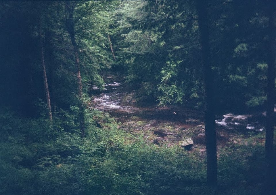 photo of a creek in a dark forest