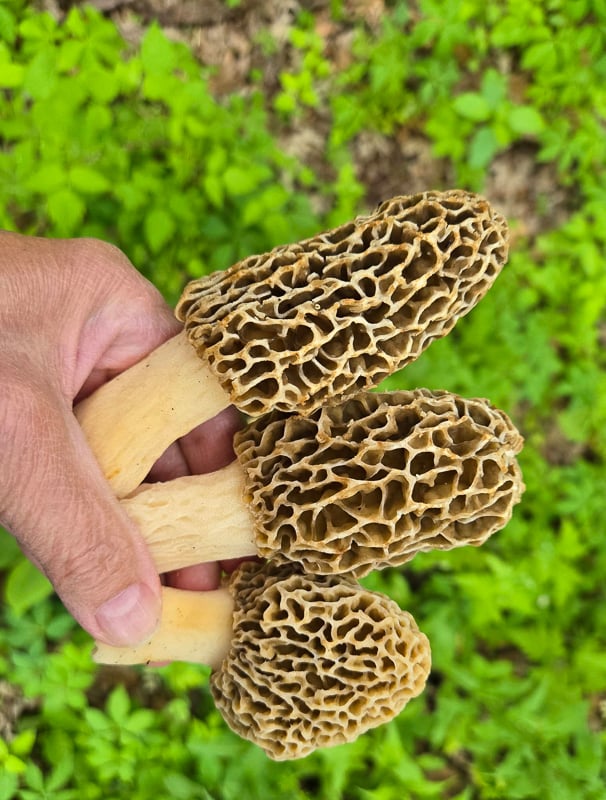 Many people — well, at least two — asked your newsletter editor if she found any morel mushrooms in May. The answer (which will force said editor into uncharacteristic modesty for at least another 11 months) is, Very few. The three pictured above were part of a small end-of-season batch found the last week in May in or near Frontenac State Park. Most searches, including the May fungi walk I led up at the park, yielded no morels. Morels are profoundly dependent on temperature and rainfall, which were not ideal last month. However, since a lot of Goodhue County searchers did find morels, it must be said that maybe your newsletter editor has lost her touch. On to summer and fall mushrooms, which are easier to find. / Photo by Pamela Miller