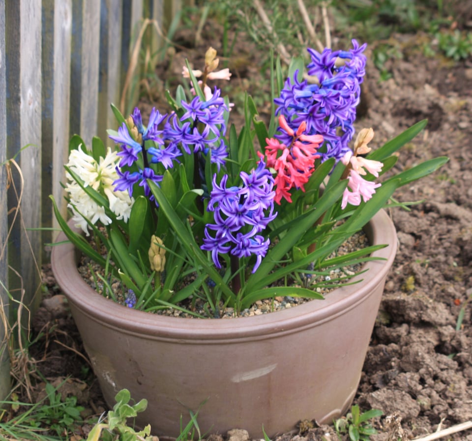 a planter with hyacinths, fully open, dark blue, white and deep and paler pink