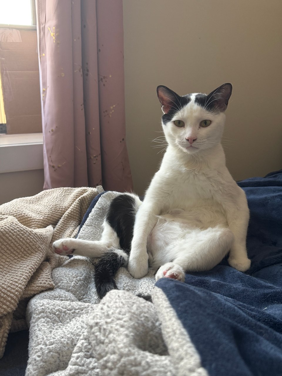 my cat Seven sitting like an idiot