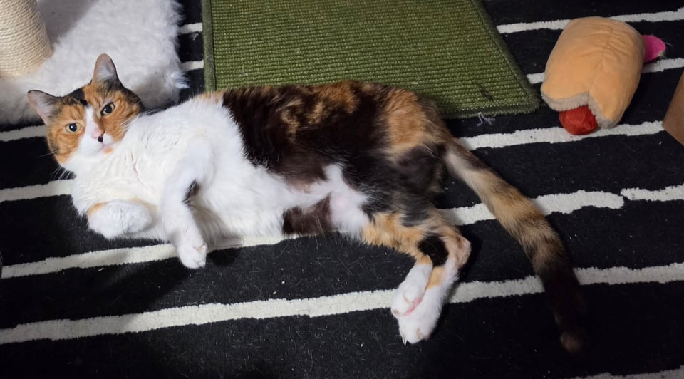 A calico cat with white, orange, and black fur lies stretched out on its side atop a black-and-white striped rug, with a green mat, a plush hot dog toy, and a cat scratching post visible nearby.