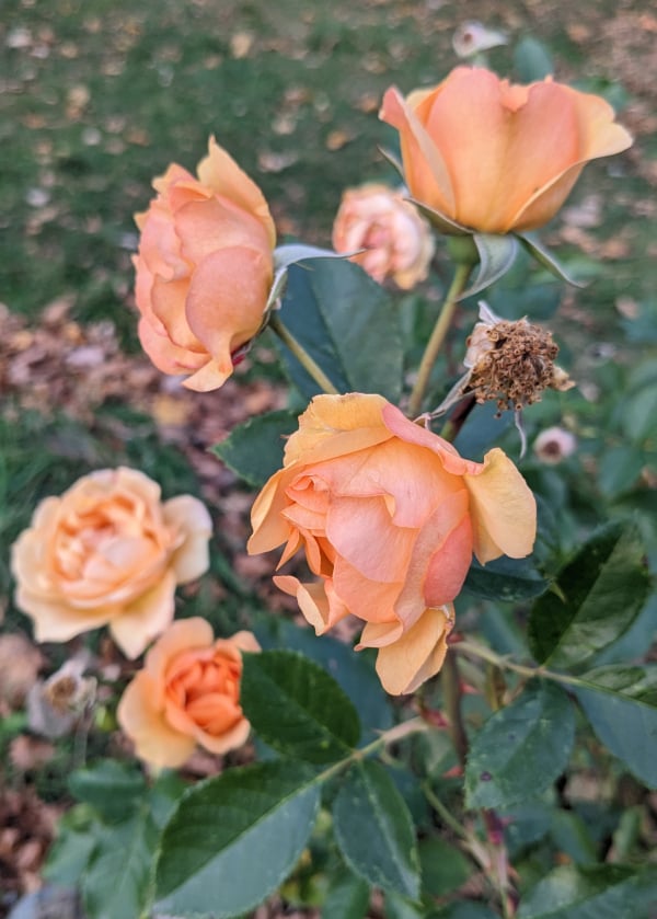 A cluster of rose blossoms, originally yellow but flushed peachy-pink and drooping from several successive frosts