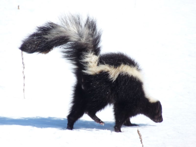 Ten species of skunk live in the Americas. Minnesota is home to two—the striped skunk and the spotted skunk. The former is by far the most common. / Photo by (obviously brave) interpretive naturalist and FSPA member Bruce Ause