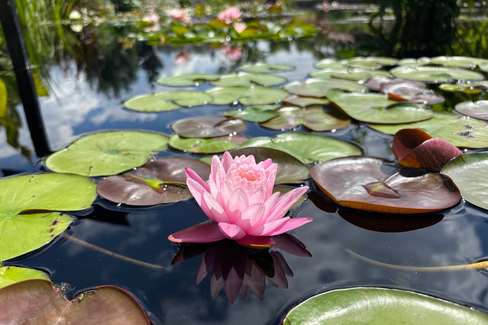 a pink waterlily blossom among lilypads