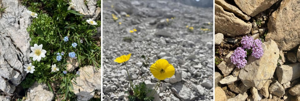 three images of flowers: white, yellow, and light purple