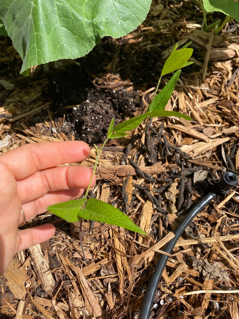 a photo of two volunteer plants in my garden bed. i didn't plant them intentionally. i think they are bush beans.