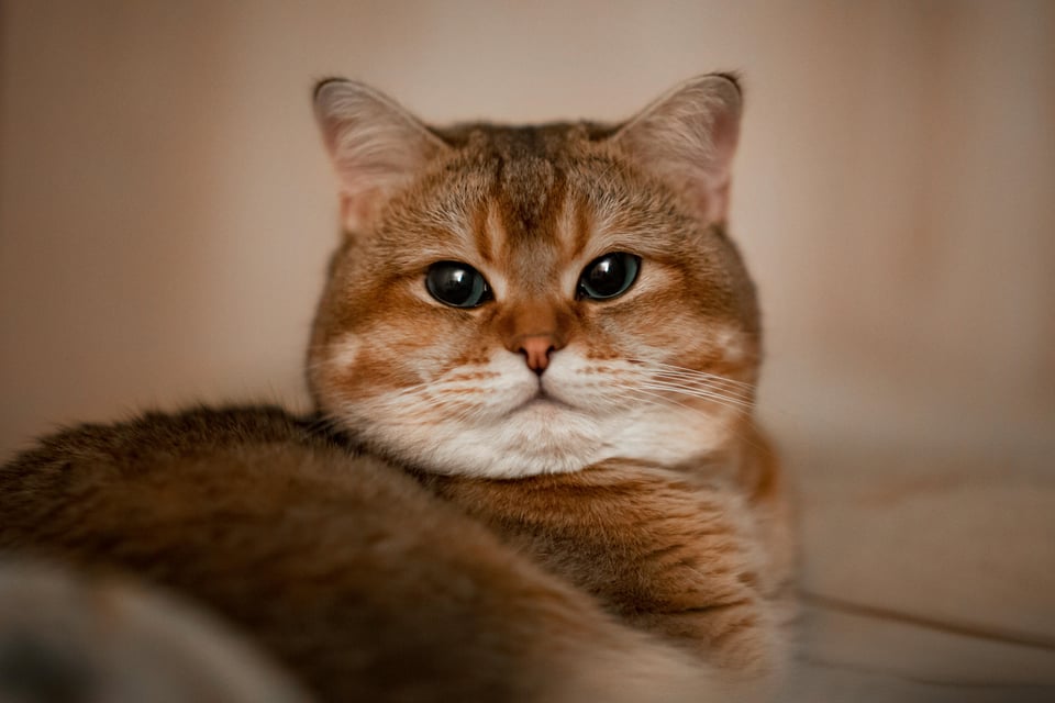 An orange cat looking straight at you. Image from Pexels.