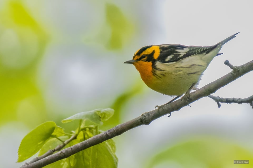 Blackburnian Warbler. / Photo by Earl Bye