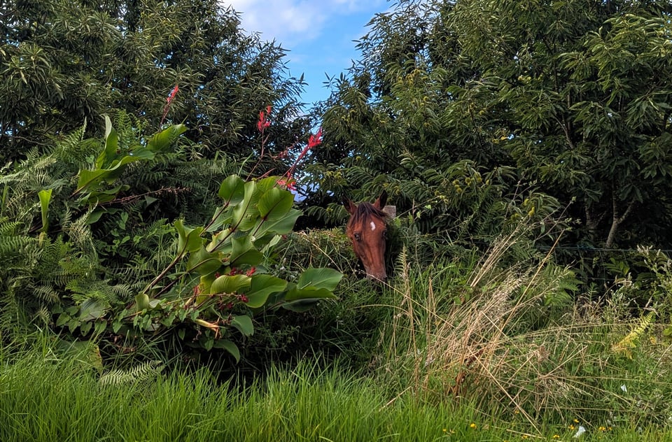 Una yegua en medio de una frondosidad verde.