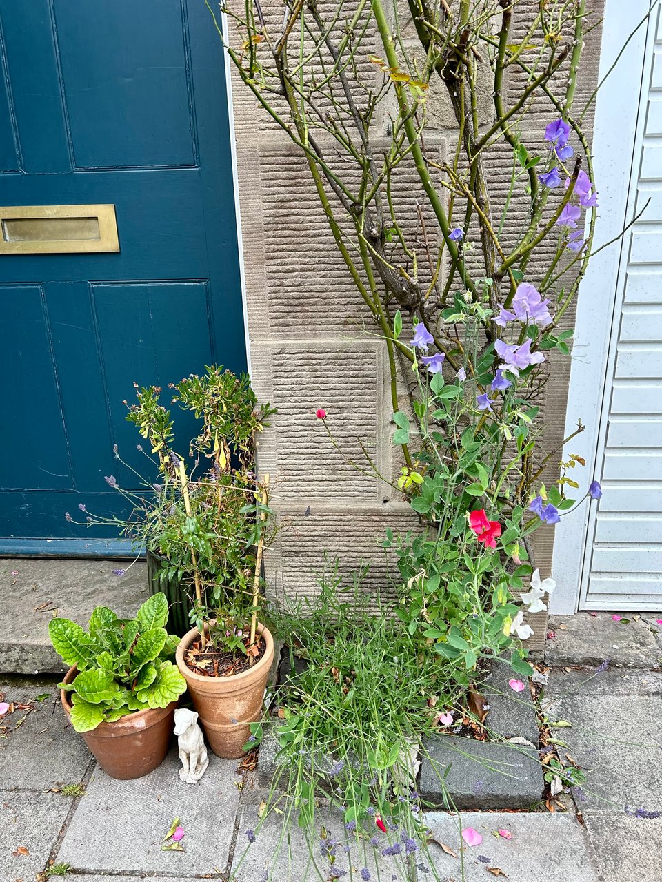 A tiny flowerbed by a dark teal front door, showing a climbing rose with sweet peas scrambling through it, and a lavender planted at the bottom. Image by Rowan Ambrose.