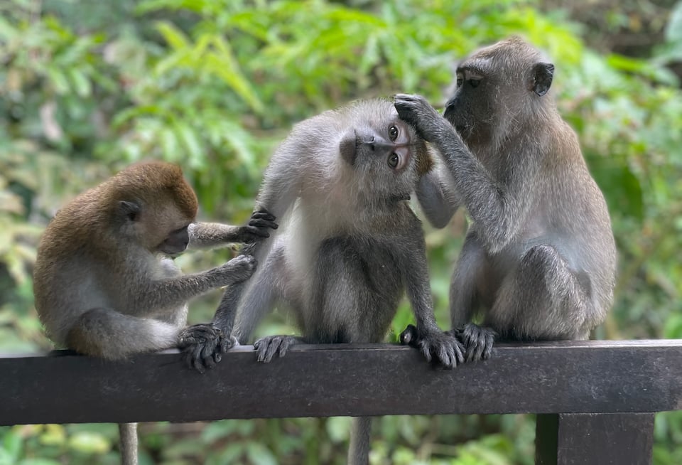 three macaque monkeys sitting on a railing in Singapore. two are grooming the one in the middle, who has its head cocked to the side
