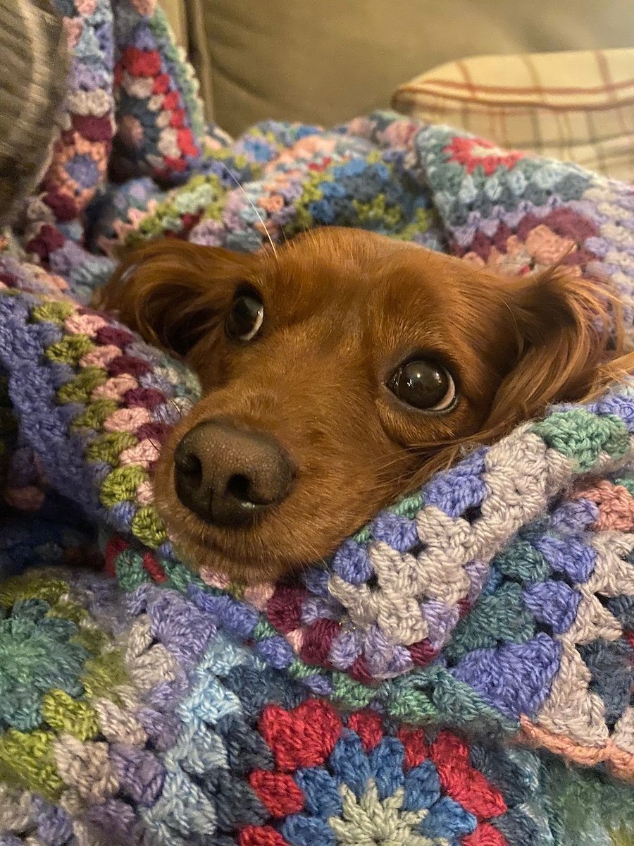 A cute dog in a blanket.
