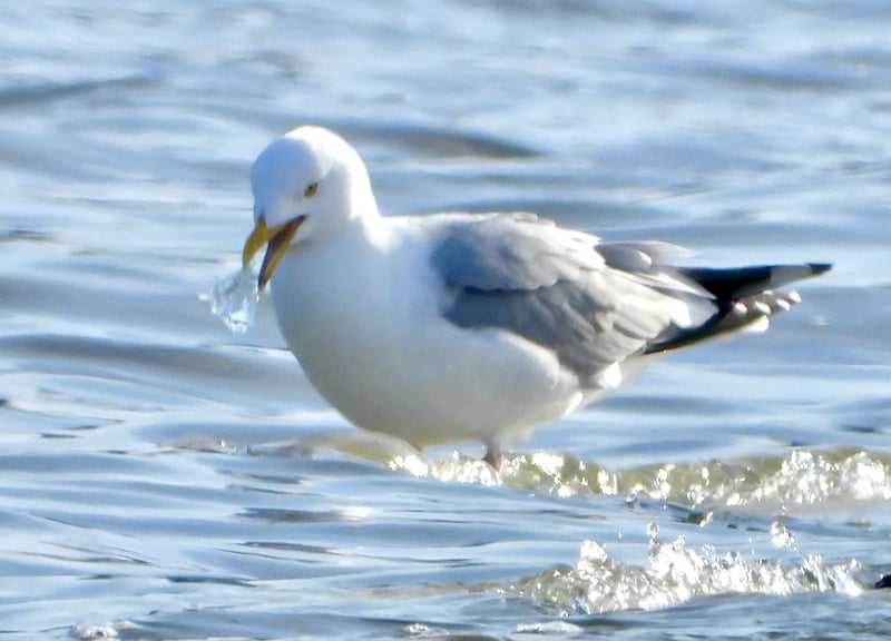 A Herring Gull gathers ice. Why? We’re not sure. Perhaps for a gulltini? / Photo by Steve Dietz