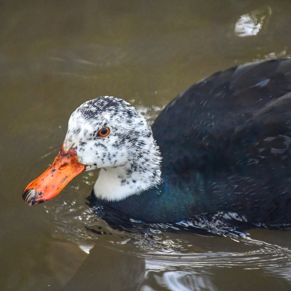 A white-winged duck in water