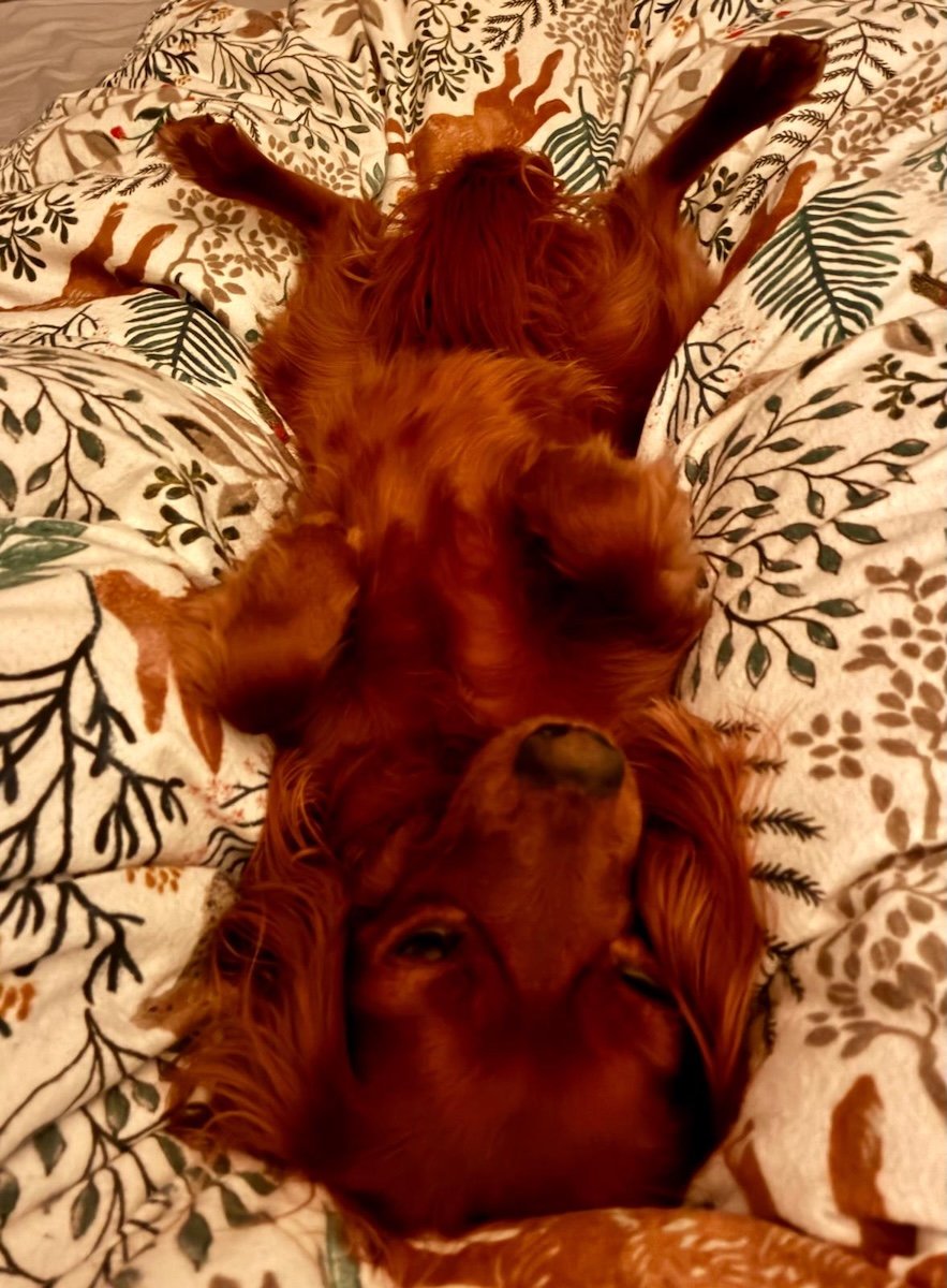 A cute dog lies on a duvet.