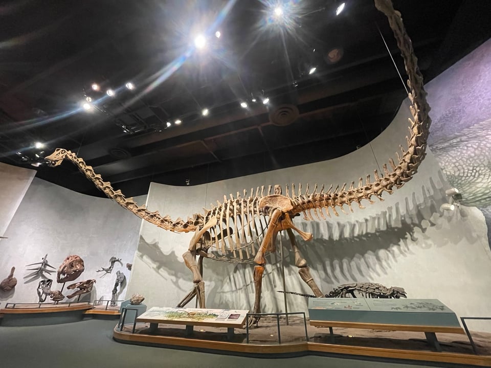 Diplodocus Strolled Jurassic Spain