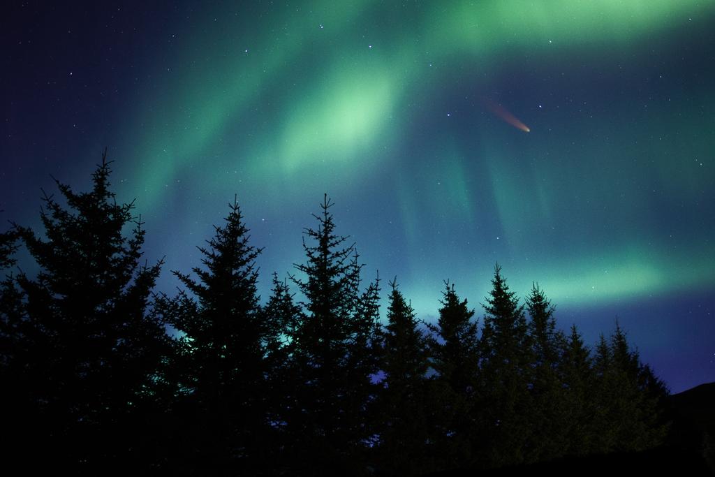 Northern lights over a pine forest in Iceland