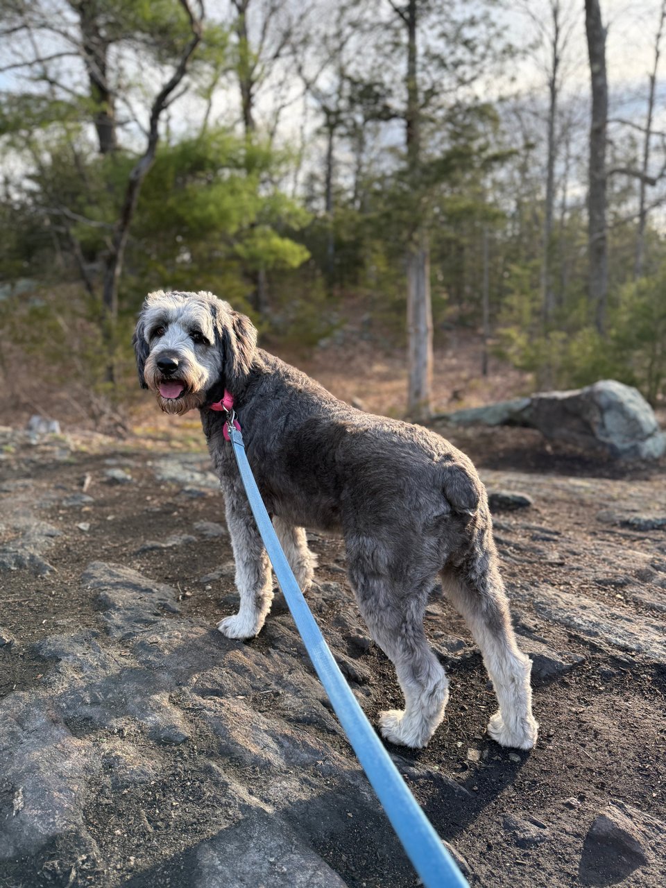 photo of gray aussiedoodle standing on a rocky cliff in the woods in morning sun, with a blue leash leading toward the camera