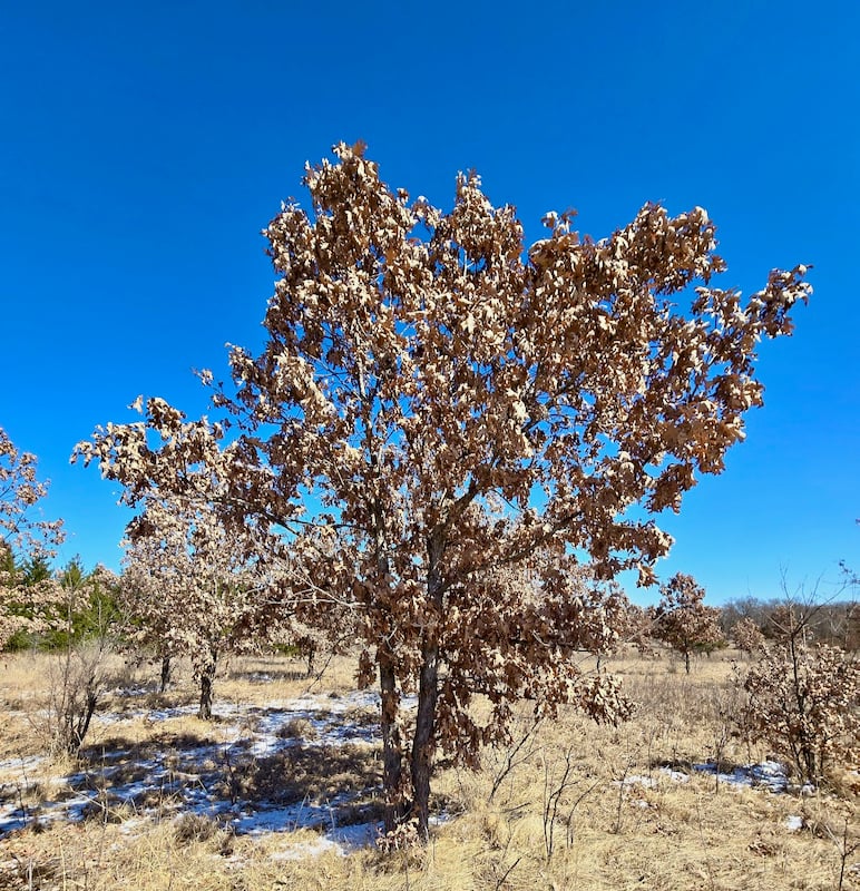 White oak trees at the edge of the prairie still have their leaves at the end of March. / Photo by Steve Dietz