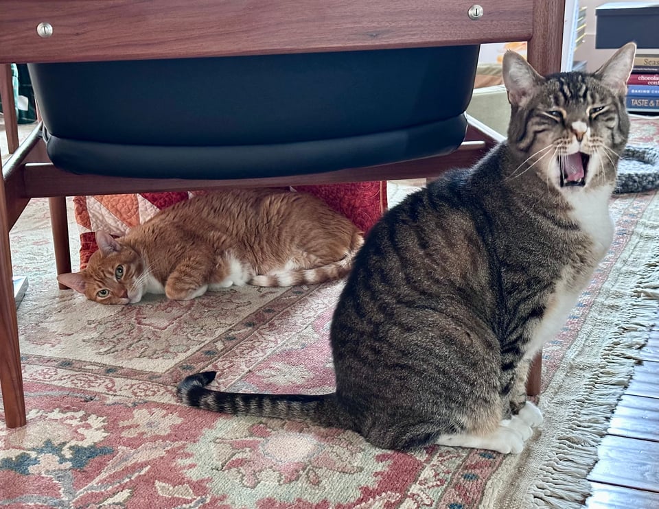 A brown tabby sits in front of the backside of a wooden lounge chair. He yawns ferociously. Behind him, in cave made from a quilt hanging off the front of the chair, an orange tabby looks like he's been rudely awakened from a much-needed nap.