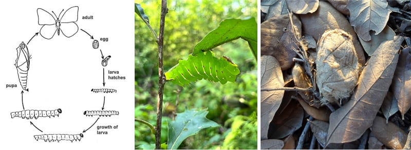 Left: Lepidoptera life cycle. / From Status of Minnesota’s Butterflies and Moths. Center: Polyphemus moth caterpillar. / Photo by adlinevoltz, iNaturalist. Right: Polyphemus moth cocoon. / Photo by Lissa Martinez, iNaturalist.