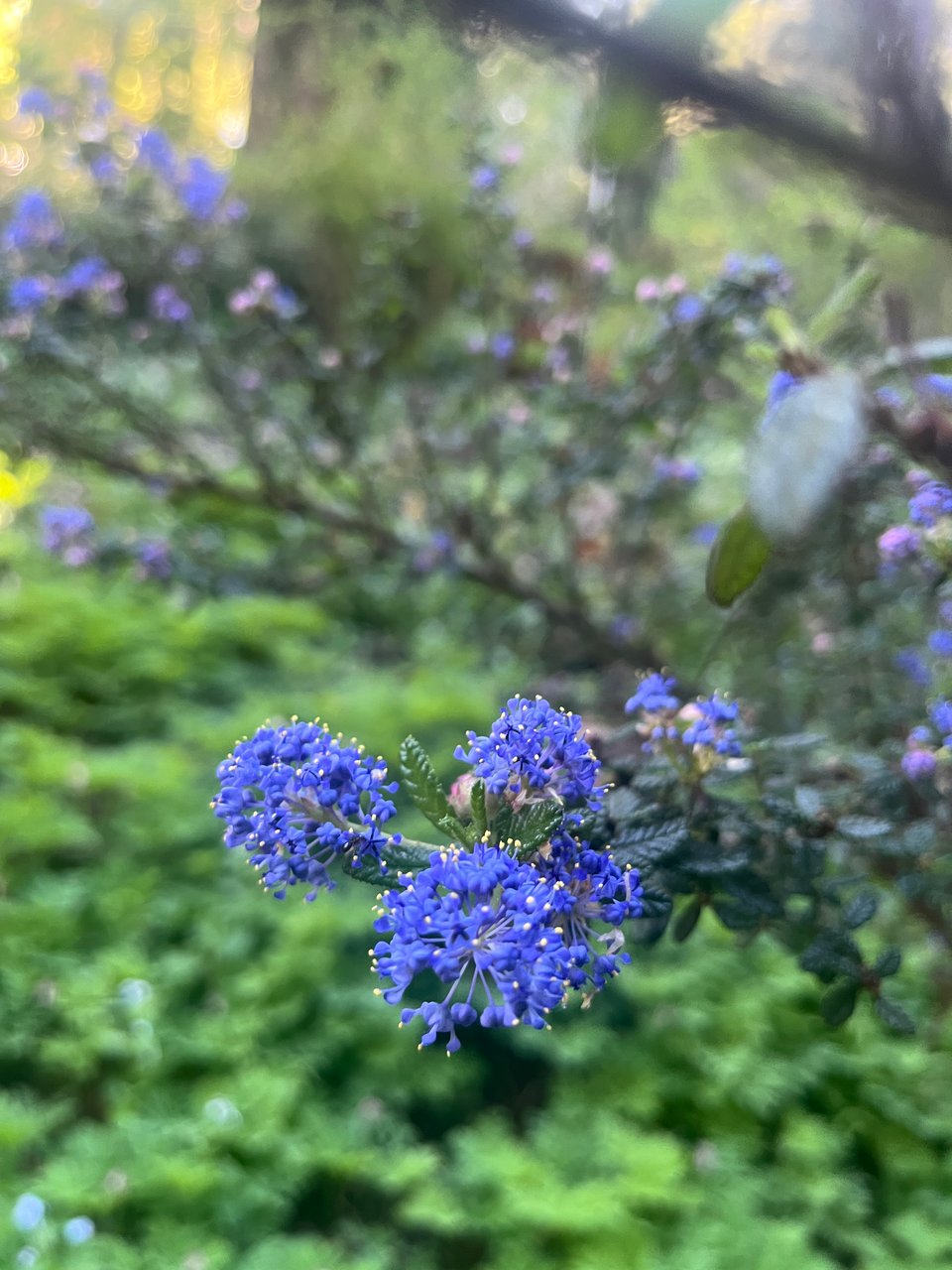 closeup of a bright blue-violet ceanothus bloom
