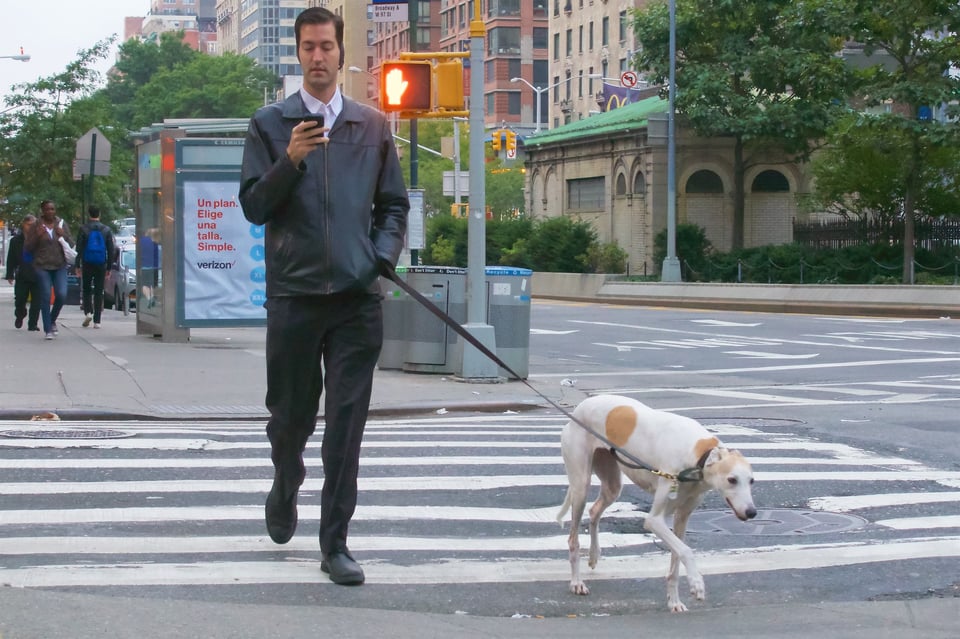 A man walking a greyhound across the street on a red light while looking at his phone
