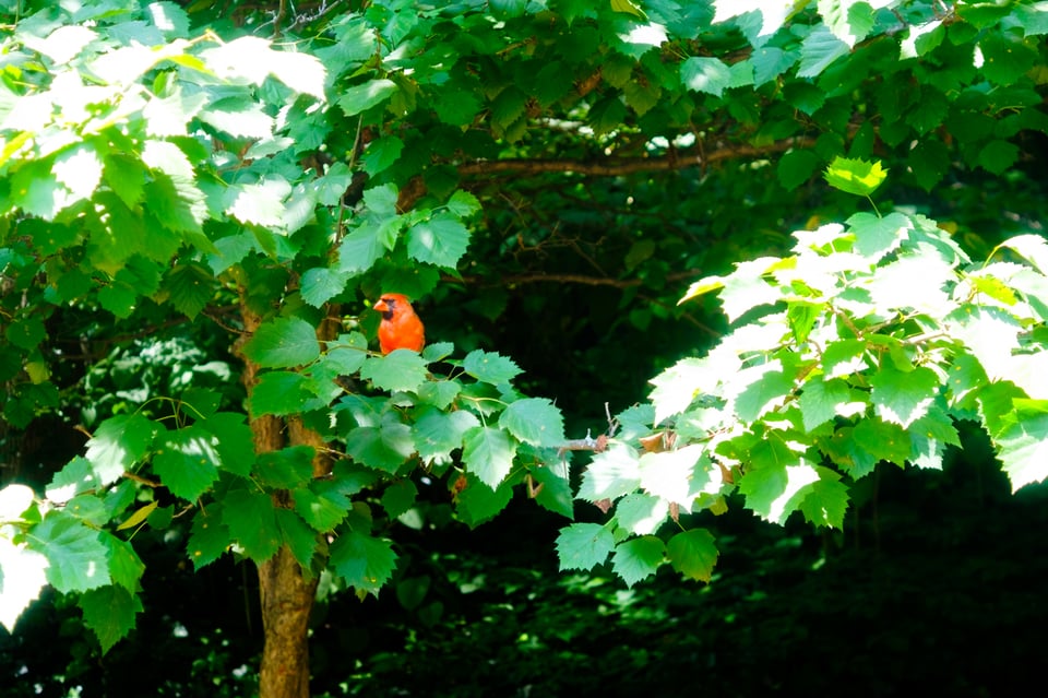 a cardinal in a tree