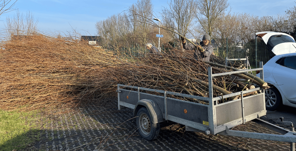 Wilgentenen verzamelen voor de takkenrillen