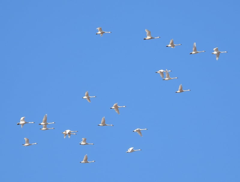 Among the grand flocks of birds flying north above us in April are Tundra Swans. One way to tell the difference between Tundra and Trumpeter Swans is that the former has a higher-pitched whistle than the latter’s deeper honks. / Photo by Steve Dietz