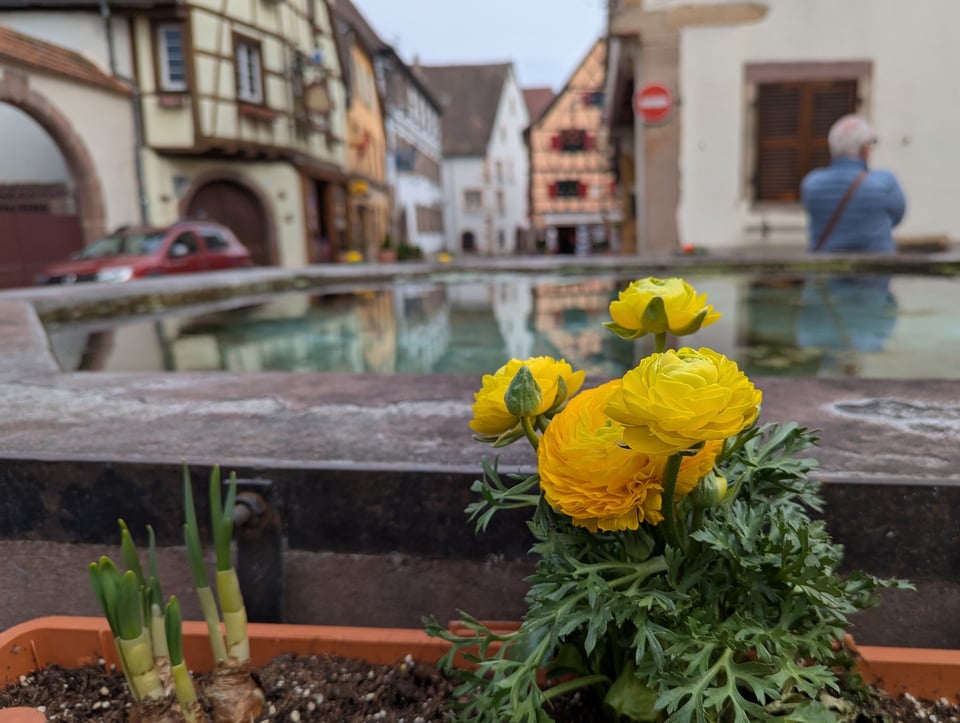 Bright yellow flowers in front of a fountain in an Alsatian village