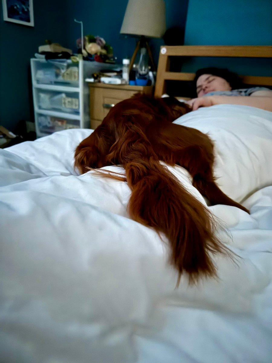 A dog sleeping on a bed with his friend.