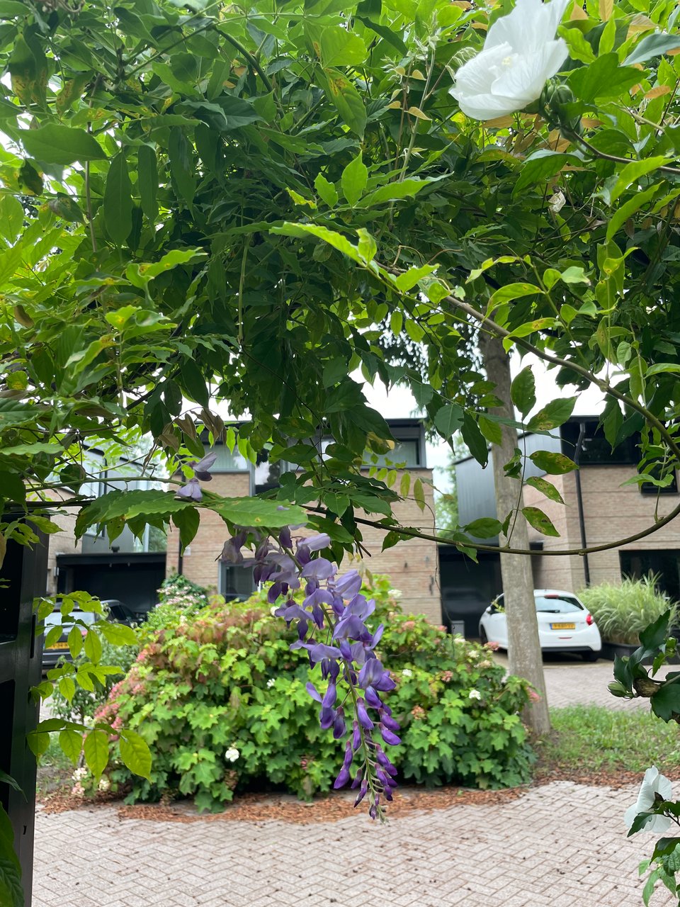 One lone purple wisteria bloom of flowers hanging in the middle of the archway.