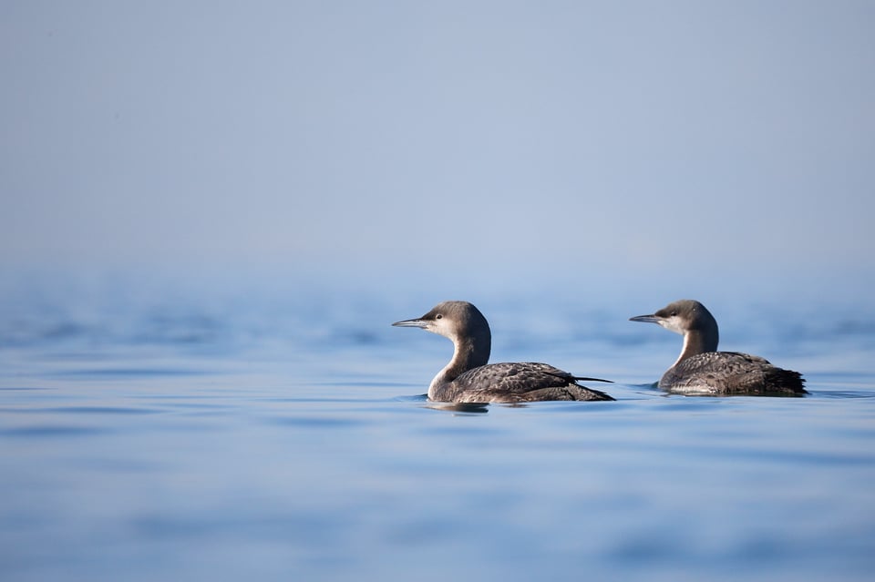 Two loons, sitting on the surface of the water. It's all blue on blue, and has an ethereal quality to it. 