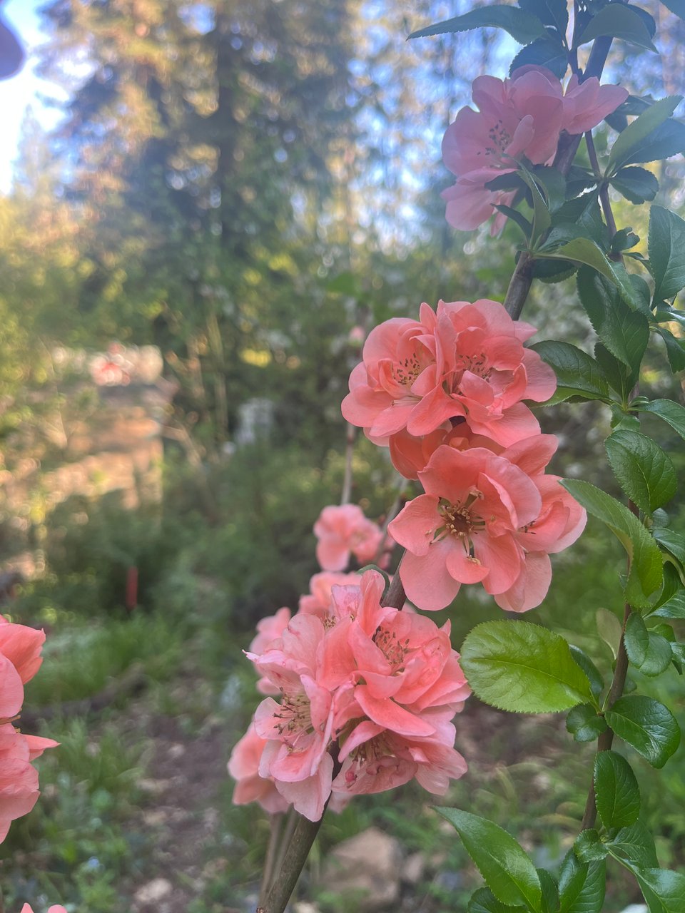 a branch with a long row of bright pink/salmon colored quince blossoms
