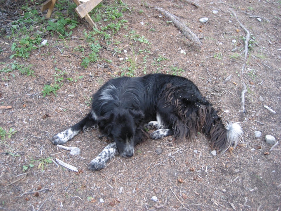 A large black dog with long fur, white tail tip, and white paws flecked with black. He's lying on bare ground with stones and roots.