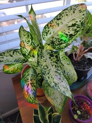 Dieffenbachia houseplant in front of a window with rainbows from a nearby prism