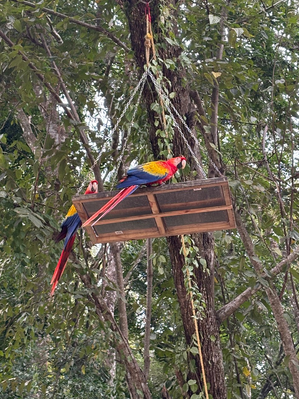 Two living scarlet macaws perched on a platform suspended in a tree